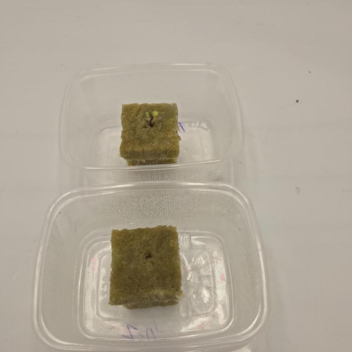 Pound Cake Auto. Week 0