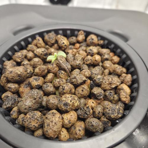 Pound Cake Auto. Week 1