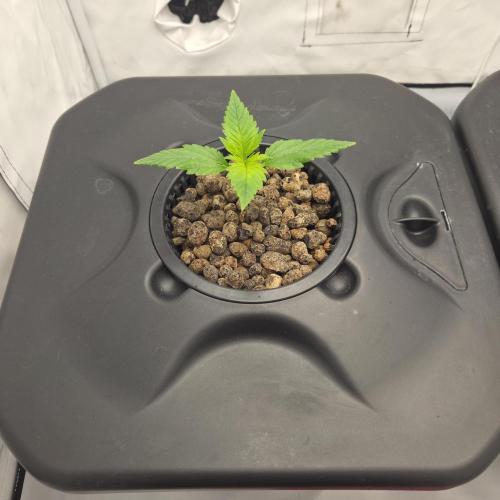Pound Cake Auto. Week 2