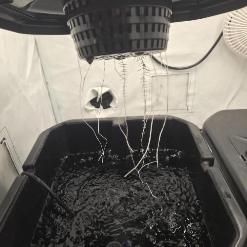 Pound Cake Auto. Week 2