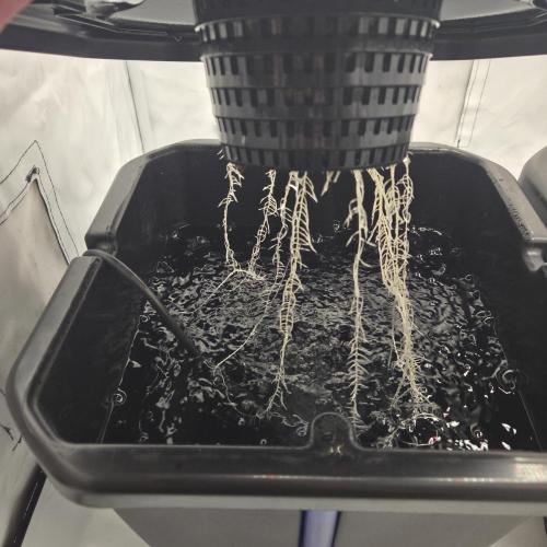 Pound Cake Auto. Week 3