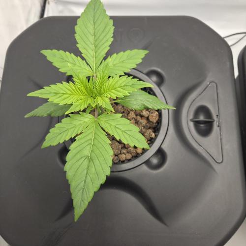 Pound Cake Auto. Week 3