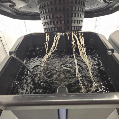 Pound Cake Auto. Week 3