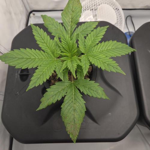 Pound Cake Auto. Week 3