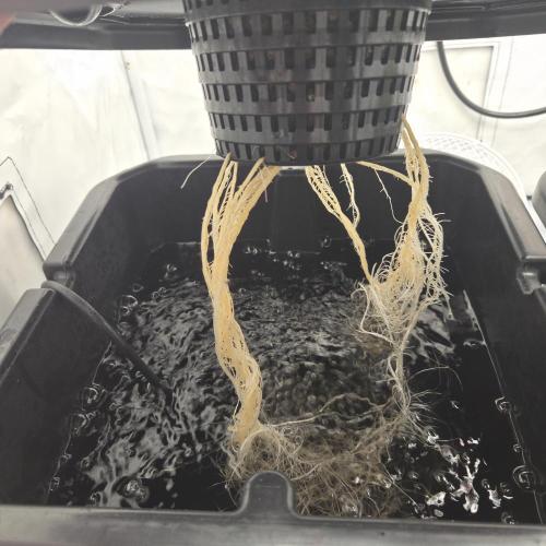 Pound Cake Auto. Week 4