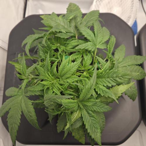 Pound Cake Auto. Week 4