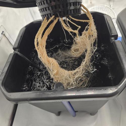 Pound Cake Auto. Week 4