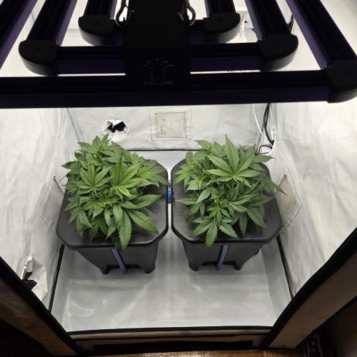 Pound Cake Auto. Week 5