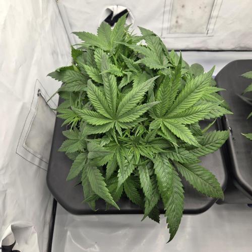 Pound Cake Auto. Week 5