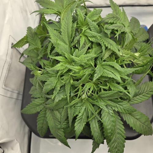 Pound Cake Auto. Week 5