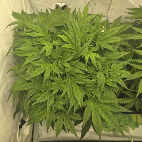 Pound Cake Auto. Week 6