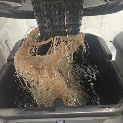 Pound Cake Auto. Week 6