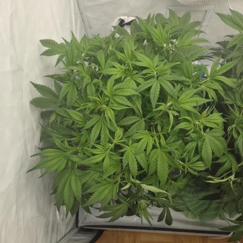 Pound Cake Auto. Week 7