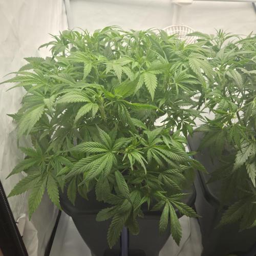 Pound Cake Auto. Week 7