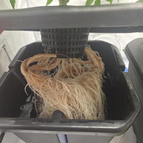 Pound Cake Auto. Week 7