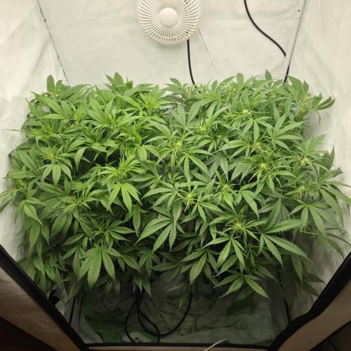 Pound Cake Auto. Week 8