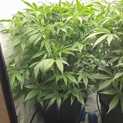 Pound Cake Auto. Week 8