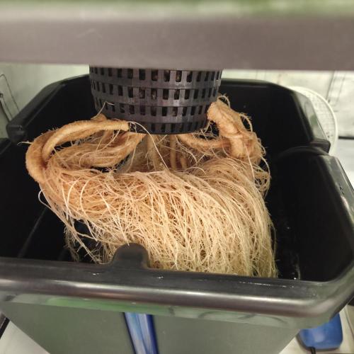 Pound Cake Auto. Week 8