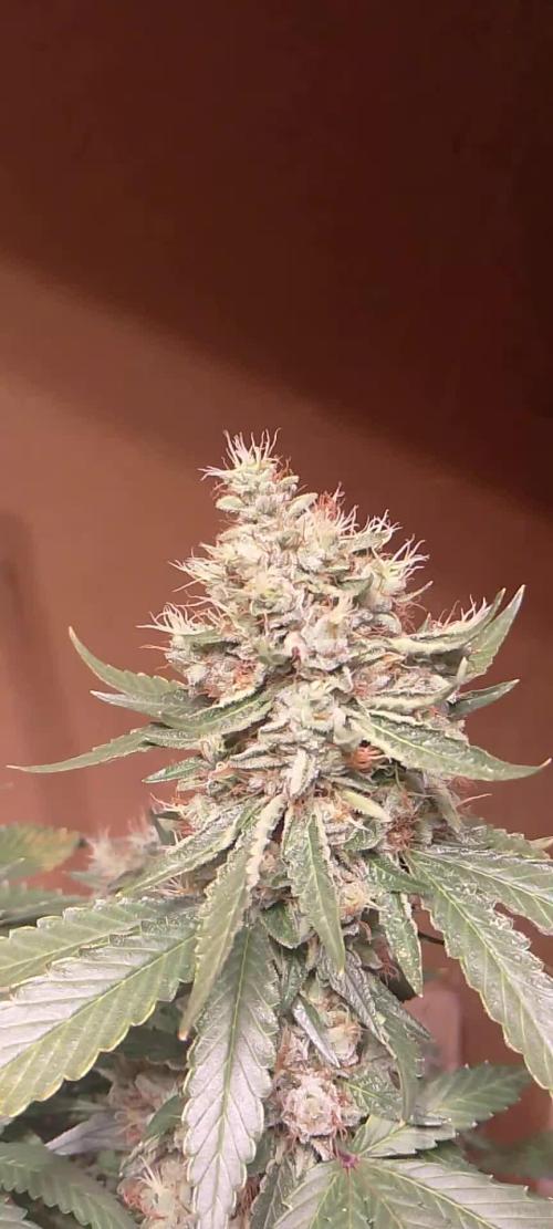 Gealato kush (personal selection)