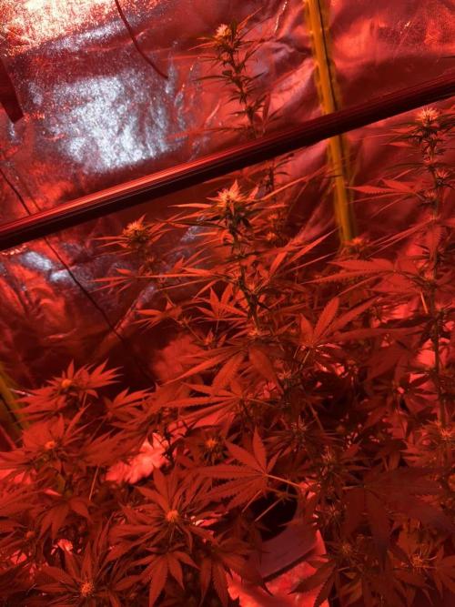 First Time Grower