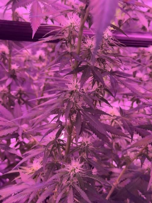 First Time Grower