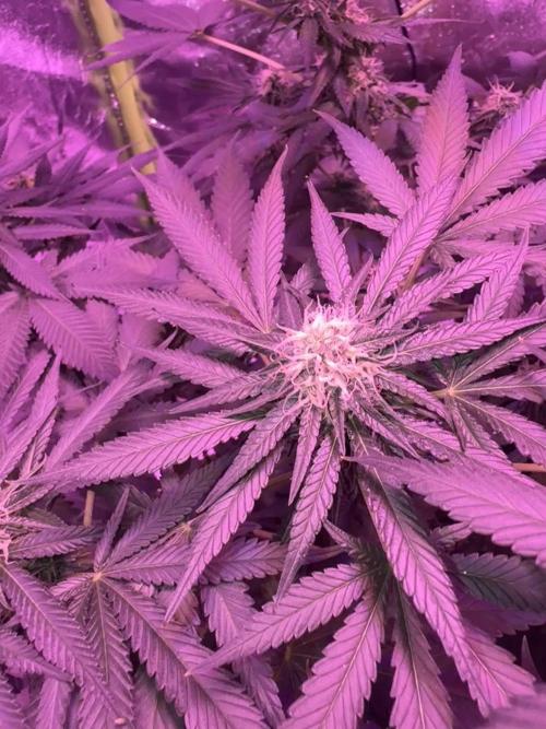 First Time Grower