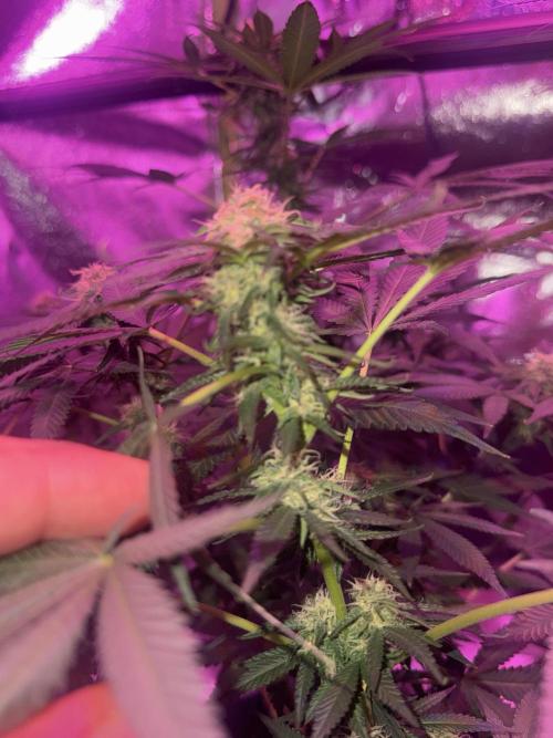 Cali-Co_Cure