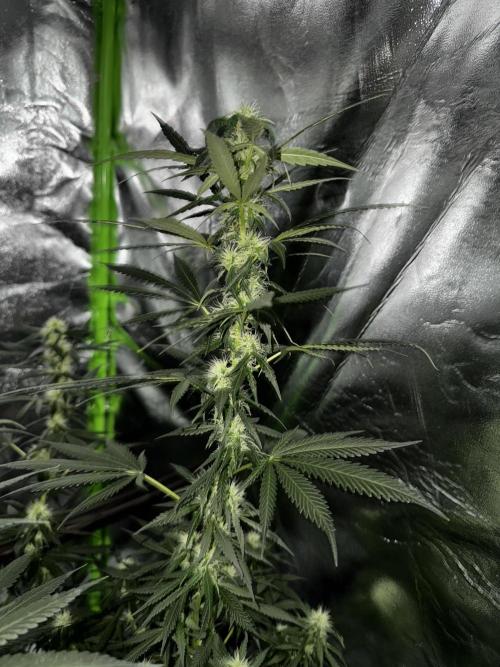 Cali-Co_Cure