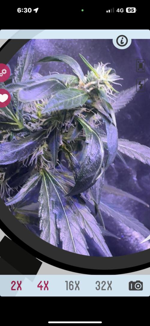 Cali-Co_Cure