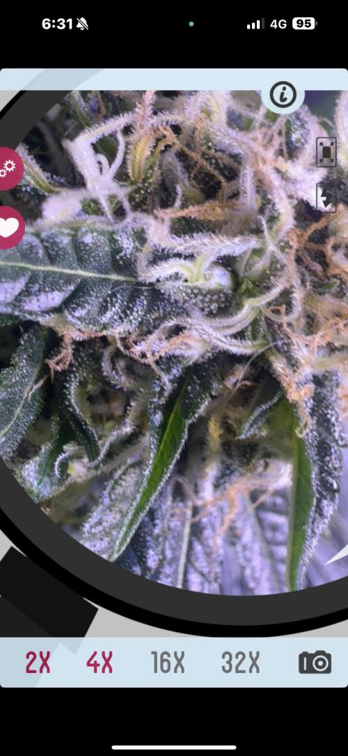 Cali-Co_Cure