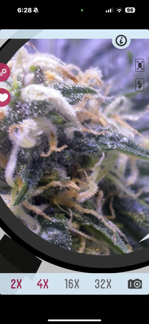 Cali-Co_Cure