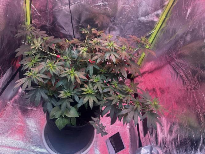 2nd Grow Let’s Level Up. Week 2 - LST to widen her out! Looking like she will take up my whole tent!