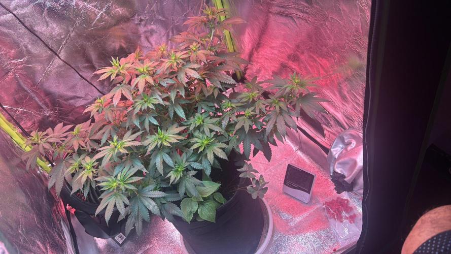 2nd Grow Let’s Level Up. Week 2 - Strong stinky girl in pre flower