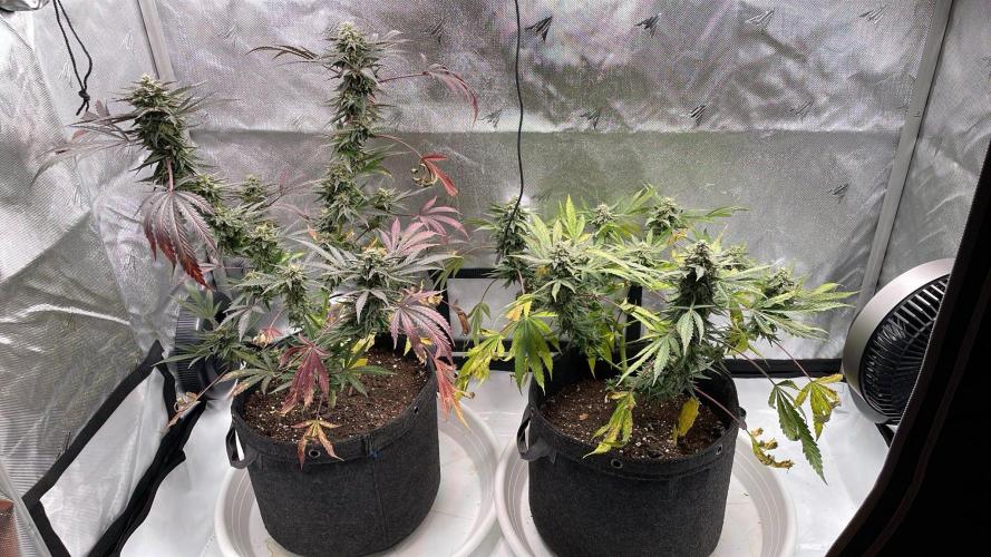 Bag Seed Adventure!. Week 17 - Fan leaves looking a little worse for wear