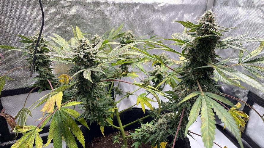 Bag Seed Adventure!. Week 17 - Cannabonsai stacking nicely