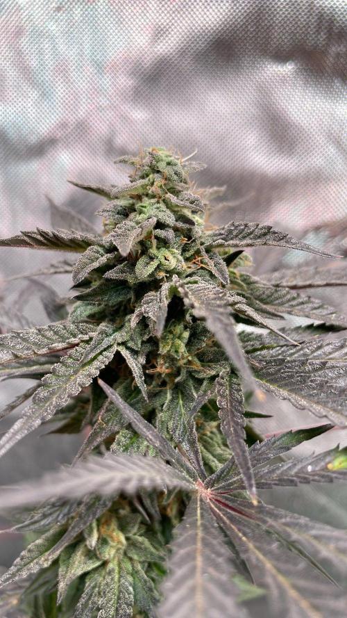 Bag Seed Adventure!. Week 17 - Duckfoot flower detail