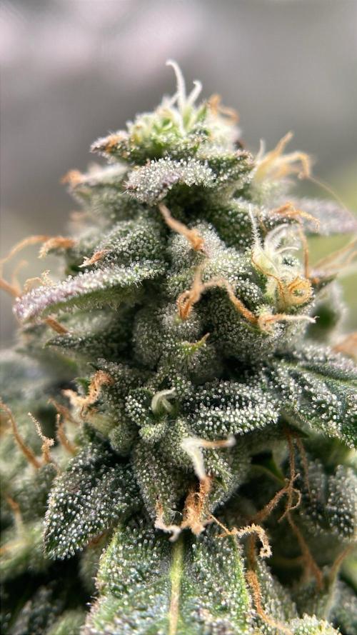 Bag Seed Adventure!. Week 17 - Cannabonsai flower detail