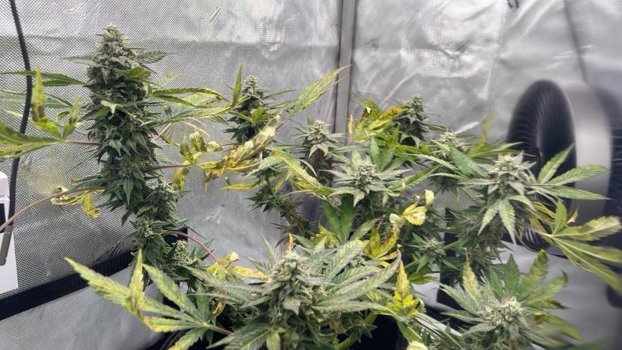 Bag Seed Adventure!. Week 17