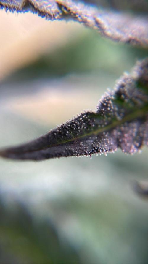 Bag Seed Adventure!. Week 17 - Duckfoot has some purple stalks on her trichomes