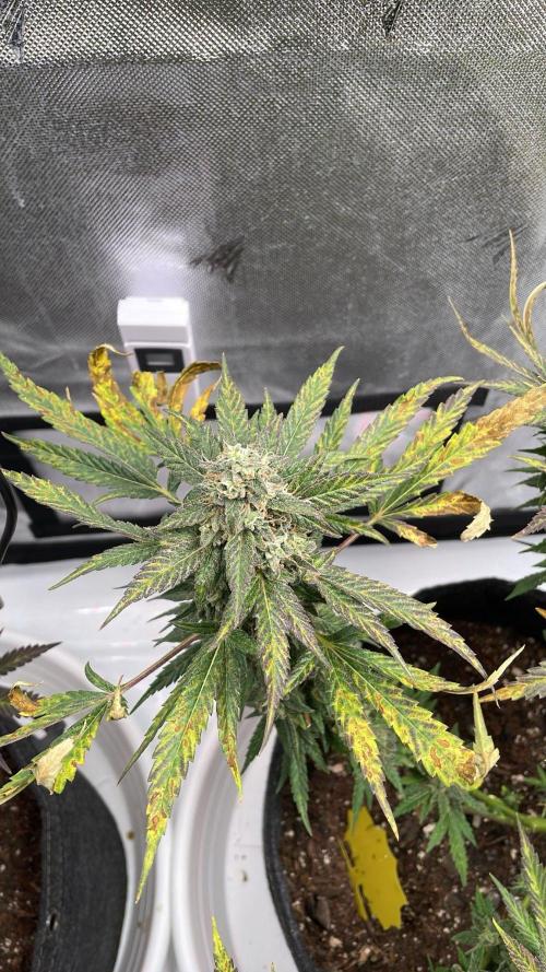 Bag Seed Adventure!. Week 17 - The Fade? Calcium / Phosphorus deficiency? Both?