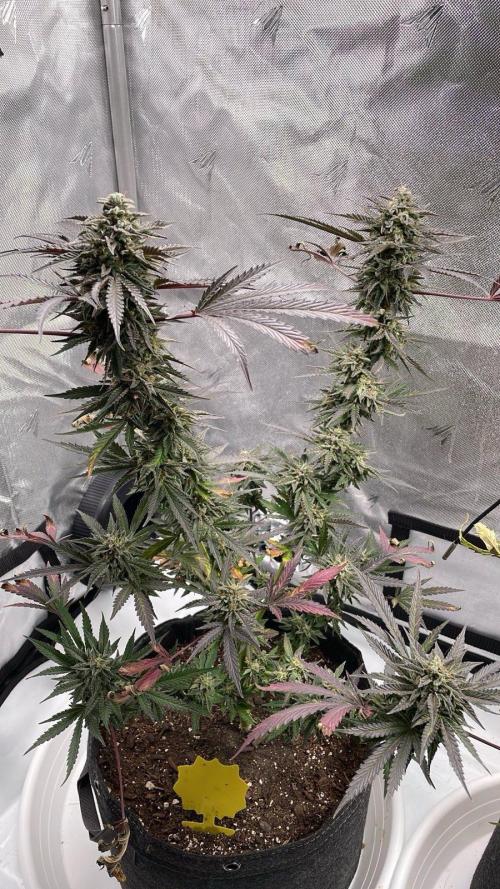 Bag Seed Adventure!. Week 17 - Duckfoot stacking nicely