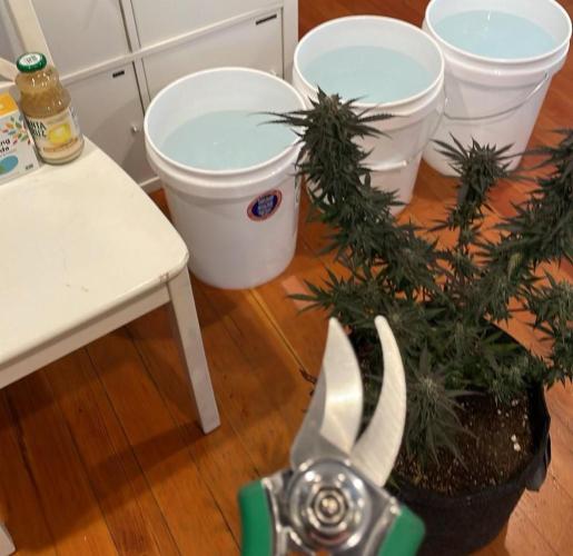 Bag Seed Adventure!. Week 18 - It's time.