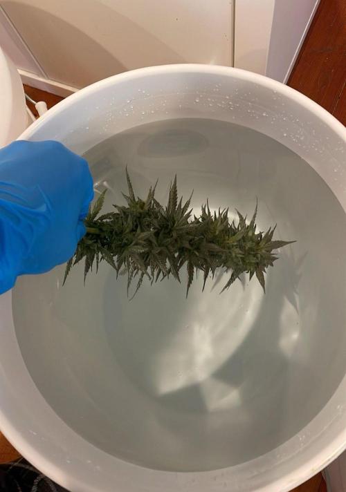 Bag Seed Adventure!. Week 18 - After the last round of caterpillars, yeah, we're budwashing.