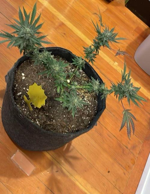 Bag Seed Adventure!. Week 18 - Last few nodes on Duckfoot