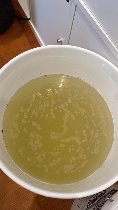 Bag Seed Adventure!. Week 18 - Color is from the lemon juice, but definitely some nasty bits that washed off.