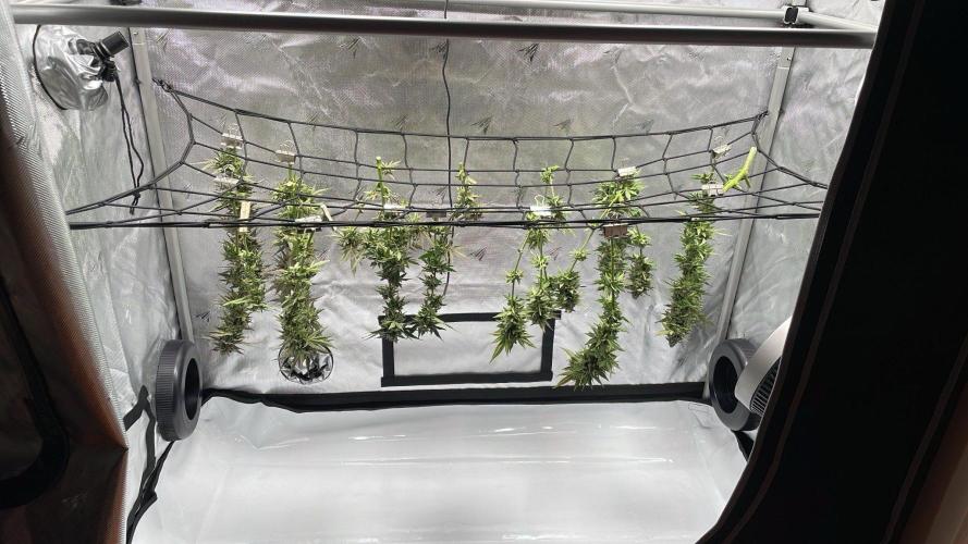 Bag Seed Adventure!. Week 18 - Clean buds, drying