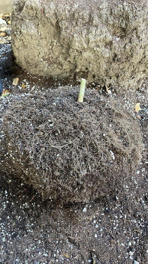 Bag Seed Adventure!. Week 18 - Duckfoot's rootball