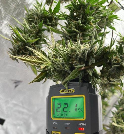 Bag Seed Adventure!. Week 18 - Waiting until 10 - 12%