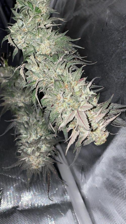 Bag Seed Adventure!. Week 18 - Frost shot