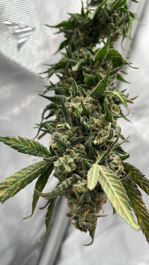 Bag Seed Adventure!. Week 18 - Cannabonsai - looking at the leaves, not sure she could go much longer